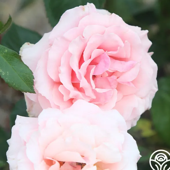 Heirloom Roses Tournament of Roses Sale