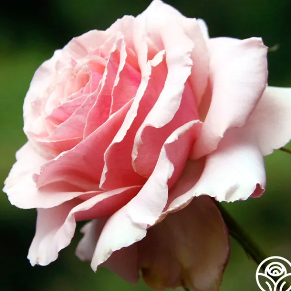 Heirloom Roses Tournament of Roses Sale