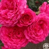 Heirloom Roses Tower Bridge™ Discount