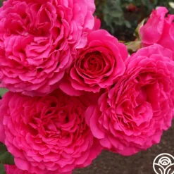 Heirloom Roses Tower Bridge™ Discount