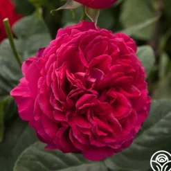 Heirloom Roses Tower Bridge™ Discount