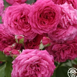 Heirloom Roses Tower Bridge™ Discount