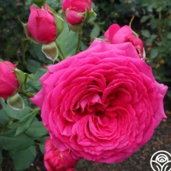 Heirloom Roses Tower Bridge™ Discount