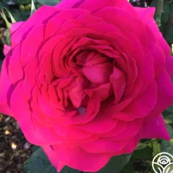 Heirloom Roses Tower Bridge™ Discount