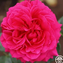 Heirloom Roses Tower Bridge™ Discount