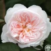 Heirloom Roses Tranquility™ Best