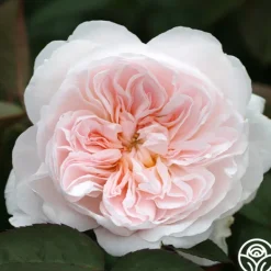Heirloom Roses Tranquility™ Best