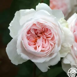 Heirloom Roses Tranquility™ Best