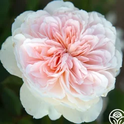 Heirloom Roses Tranquility™ Best
