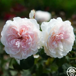 Heirloom Roses Tranquility™ Best