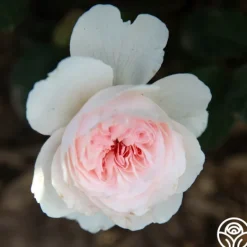 Heirloom Roses Tranquility™ Best