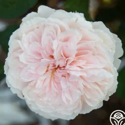 Heirloom Roses Tranquility™ Best