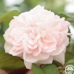 Heirloom Roses Tranquility™ Best