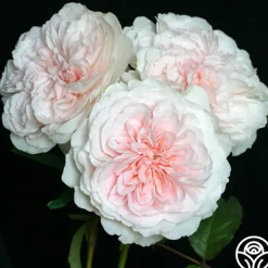 Heirloom Roses Tranquility™ Best