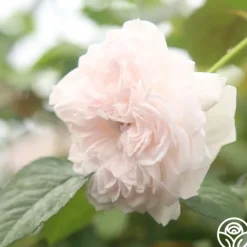 Heirloom Roses Tranquility™ Best