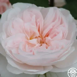 Heirloom Roses Tranquility™ Best