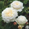 Heirloom Roses Tranquillity® Outlet