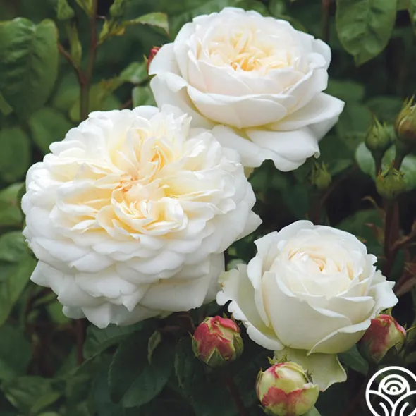 Heirloom Roses Tranquillity® Outlet