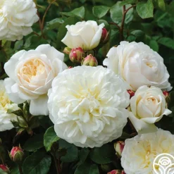 Heirloom Roses Tranquillity® Outlet