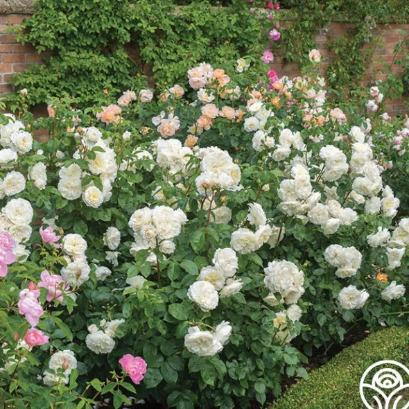 Heirloom Roses Tranquillity® Outlet