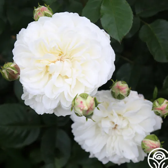 Heirloom Roses Tranquillity® Outlet