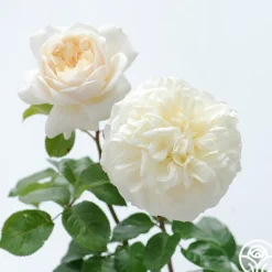 Heirloom Roses Tranquillity® Outlet