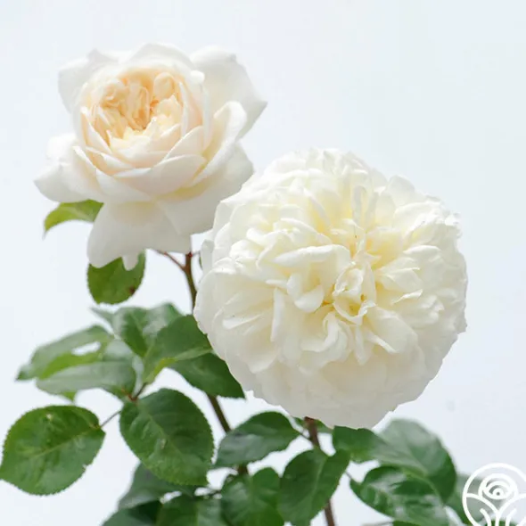 Heirloom Roses Tranquillity® Outlet