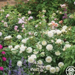 Heirloom Roses Tranquillity® Outlet