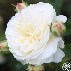 Heirloom Roses Tranquillity® Outlet