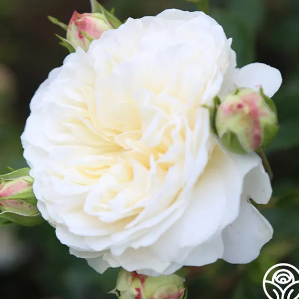 Heirloom Roses Tranquillity® Outlet