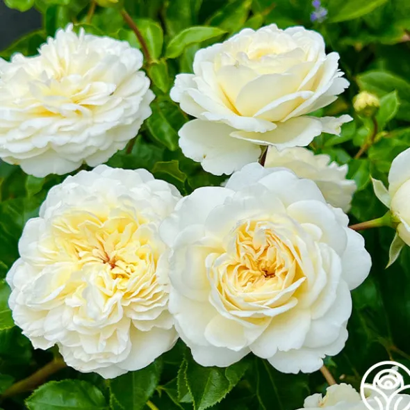 Heirloom Roses Tranquillity® Outlet