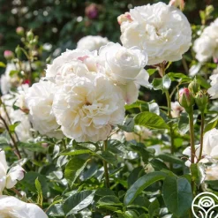 Heirloom Roses Tranquillity® Outlet