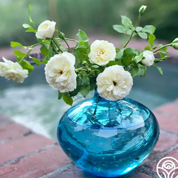 Heirloom Roses Tranquillity® Outlet