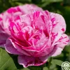 Heirloom Roses Tricolore De Flandre Hot
