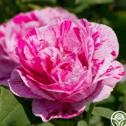 Heirloom Roses Tricolore De Flandre Hot