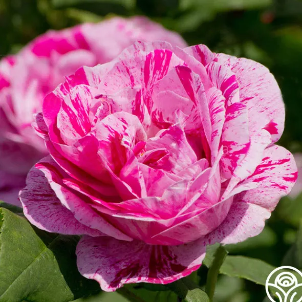 Heirloom Roses Tricolore De Flandre Hot