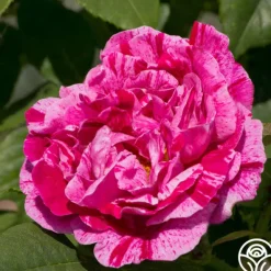 Heirloom Roses Tricolore De Flandre Hot