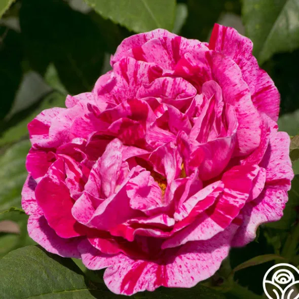 Heirloom Roses Tricolore De Flandre Hot