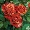 Heirloom Roses Tropical Lightning New
