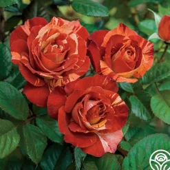 Heirloom Roses Tropical Lightning New