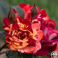 Heirloom Roses Tropical Lightning New