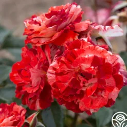 Heirloom Roses Tropical Lightning New