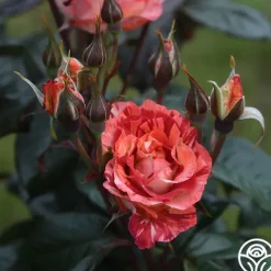 Heirloom Roses Tropical Lightning New
