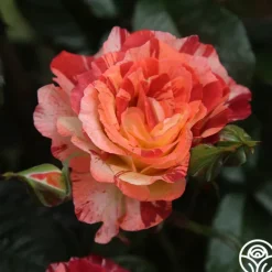 Heirloom Roses Tropical Lightning New