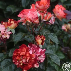 Heirloom Roses Tropical Lightning New