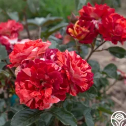 Heirloom Roses Tropical Lightning New