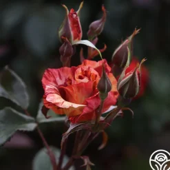 Heirloom Roses Tropical Lightning New