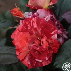 Heirloom Roses Tropical Lightning New