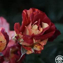 Heirloom Roses Tropical Lightning New