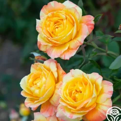 Heirloom Roses Tropical Sunset Clearance